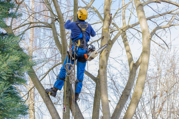 Best Tree Removal Service  in Choudrant, LA