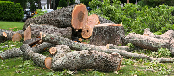 Tree and Shrub Care in Choudrant, LA