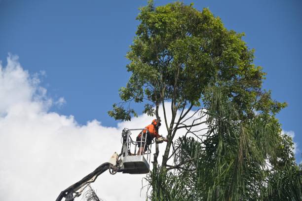 Best Tree Mulching  in Choudrant, LA